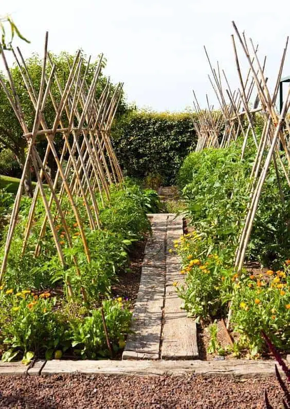 The Best Tomato Trellis & Tomato Cages ~Family Food Garden
