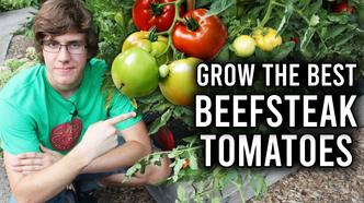How Did the Beefsteak Tomato Get So Beefy? - Science Friday