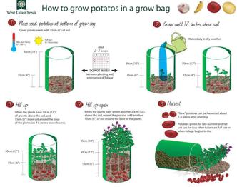 https://www.familyfoodgarden.com/wp-content/uploads/2016/07/How-to-Grow-Potatoes-in-a-Grow-Bag-e1468081497756.jpg?ezimgfmt=rs:332x263/rscb4/ngcb4/notWebP