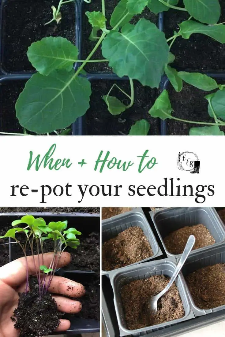 Tips for Re-Potting Your Seedlings | Family Food Garden