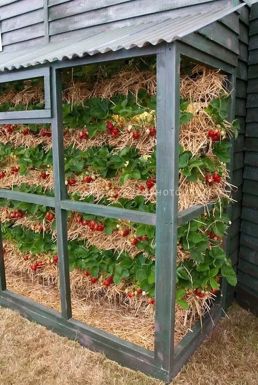 Great Ways to Grow Strawberries in Containers ~Family Food ...