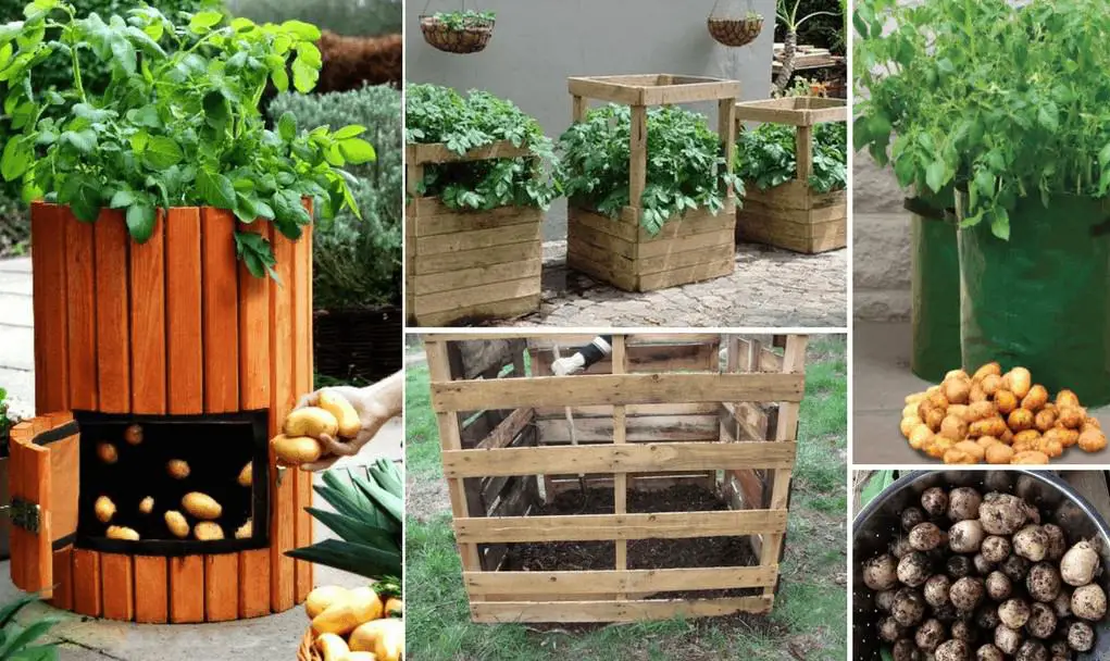 Growing Potatoes In Containers 