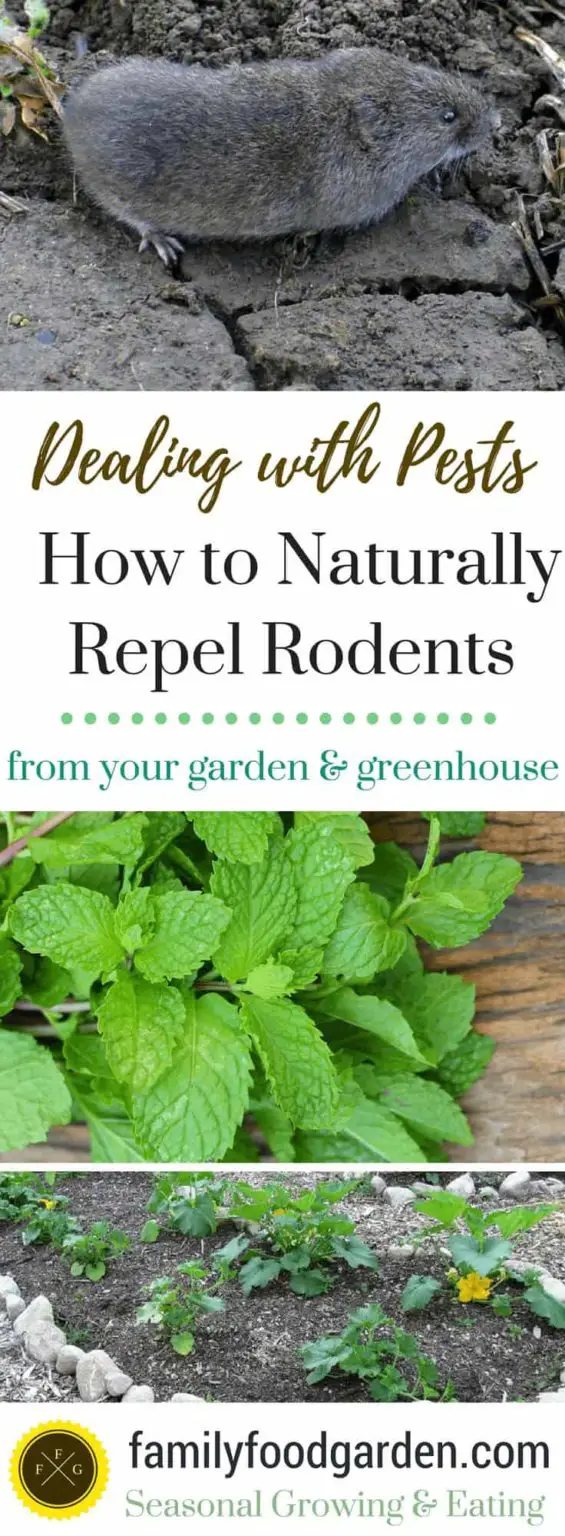 Garden Rodent Repellent Ideas | Family Food Garden