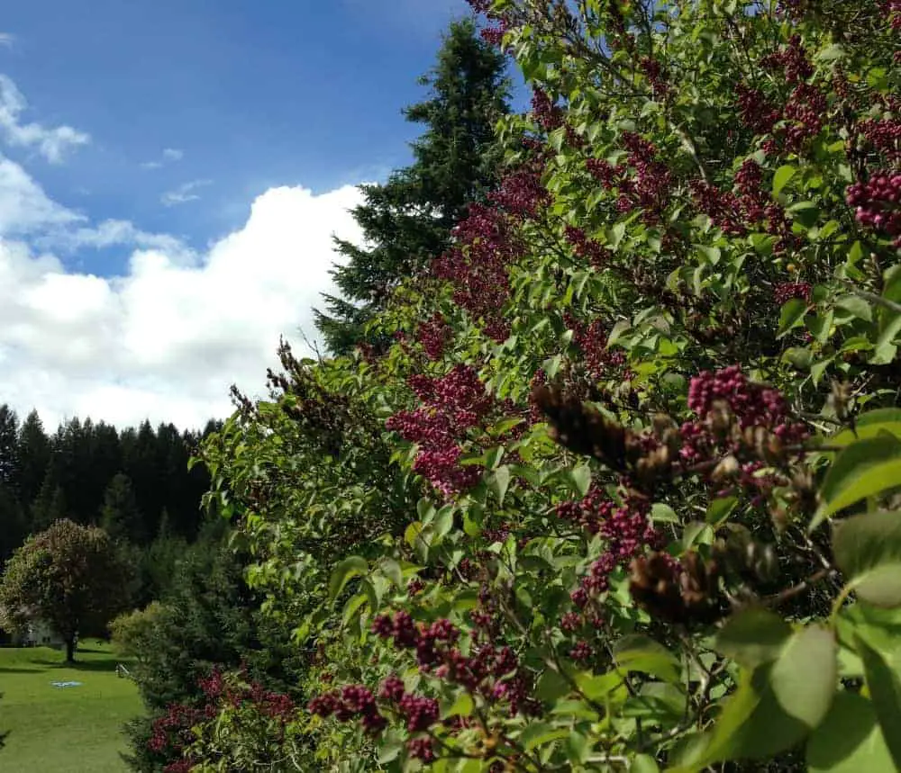 How to plant a lilac hedge