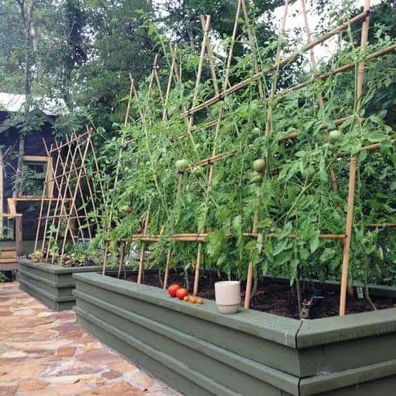 Best Tomato Trellises & Tomato Cages | Family Food Garden