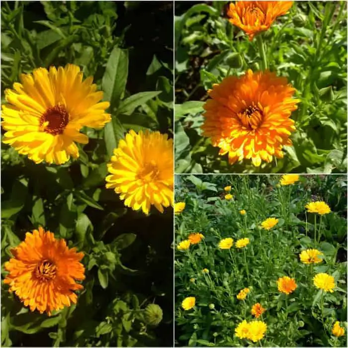 Dry Calendula Flowers & Make Calendula Oil Family Food Garden