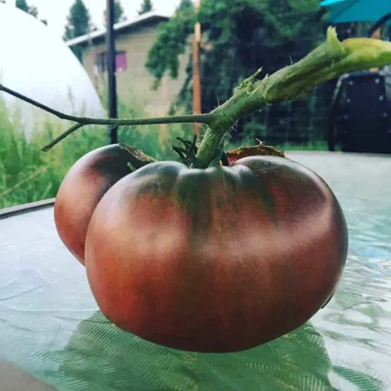 black vernissage tomato taste