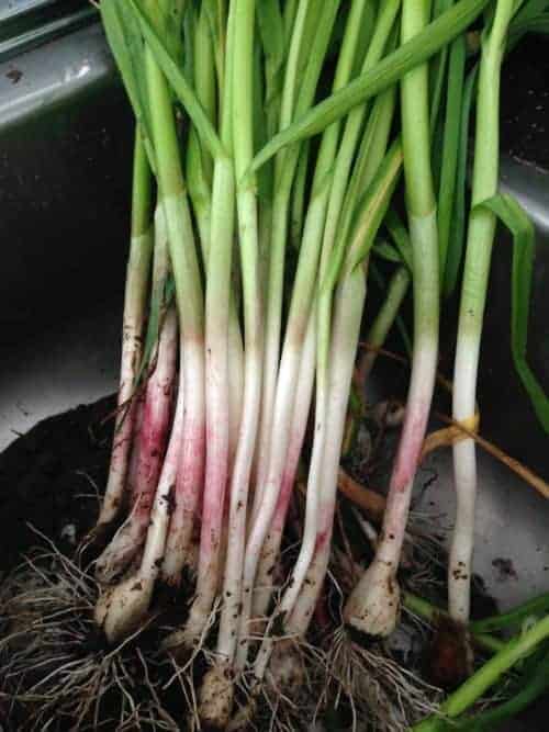 Eating Spring Garlic Shoots (+ Green Garlic) ~Family Food Garden