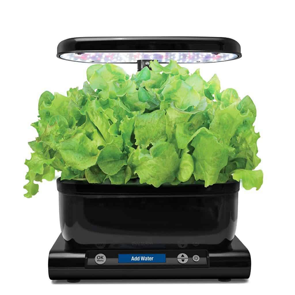 Growing Lettuce Indoors | Family Food Garden