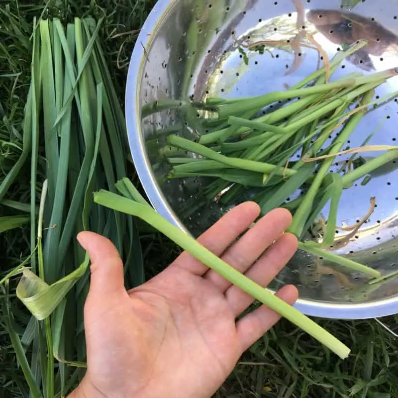 Spring Garlic Shoots (Eating Green Garlic) | Family Food Garden