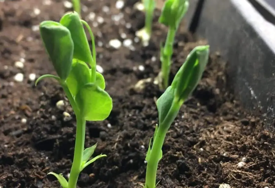 transplant peas seedlings