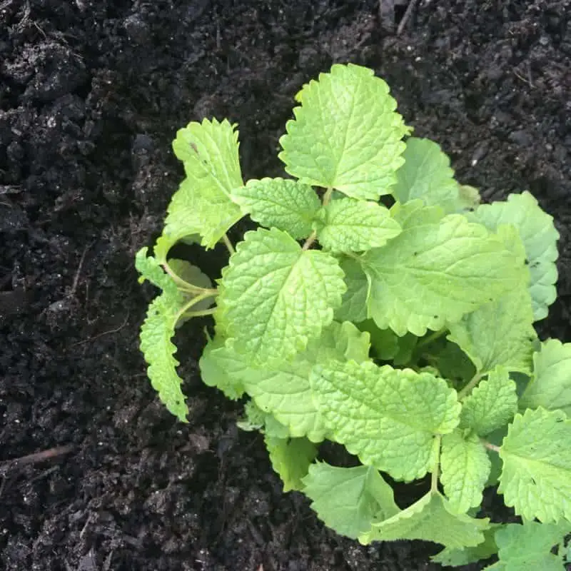 Growing Mint | Family Food Garden