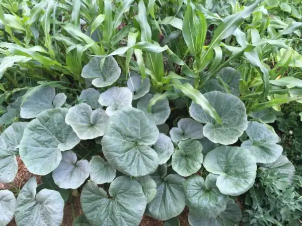 Companion Plants For Squash Grow With Corn E1555114057841 600x450 