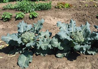 18+ Broccoli Plant Spacing